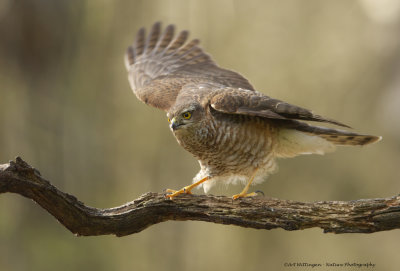 Accipiter nisus / Sperwer / Eurasian Sparrowhawk