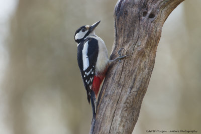 Grote Bonte Specht / Great Spotted Woodpecker