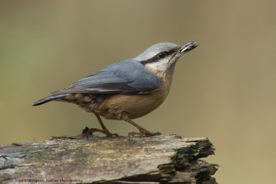 Sitta europaea / Boomklever / Nuthatch