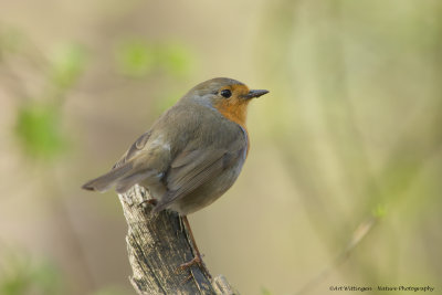 _MG_8339 Roodborst.jpg