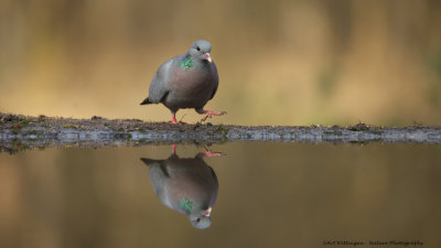 _MG_8171 Holenduif.jpg