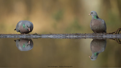 _MG_8165 Holenduif.jpg