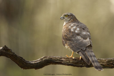 Accipiter nisus / Sperwer / Eurasian Sparrowhawk