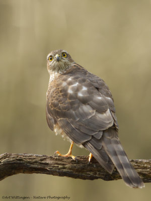 Accipiter nisus / Sperwer / Eurasian Sparrowhawk