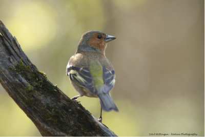 _MG_9536 Vink.jpg