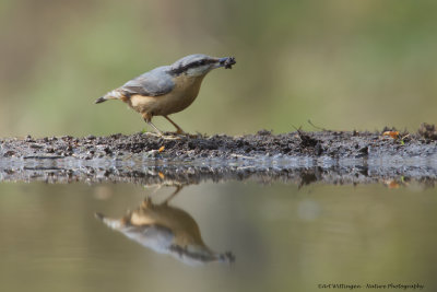Sitta europaea / Boomklever / Nuthatch