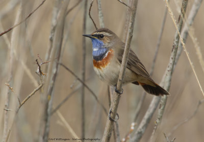 Blauwborst / Bluethroat