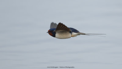 Hirundo rustica / Boerenzwaluw / Barn swallow