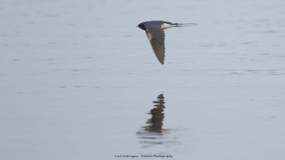 Hirundo rustica / Boerenzwaluw / Barn swallow