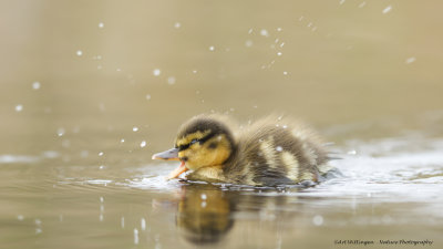 Anas Platyrhynchos / Wilde Eend / Mallard