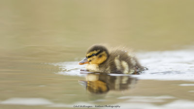 Anas Platyrhynchos / Wilde Eend / Mallard