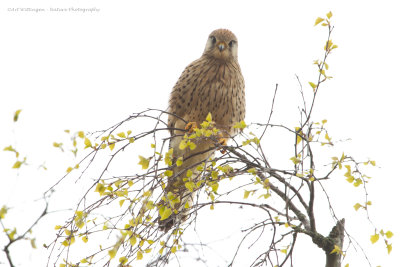 Falco Tinnunculus / Torenvalk / Kestrel