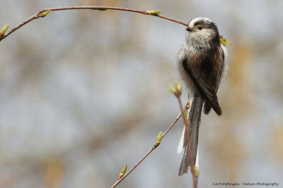 Aegithalos caudatus / Staartmees / Long-tailed Tit