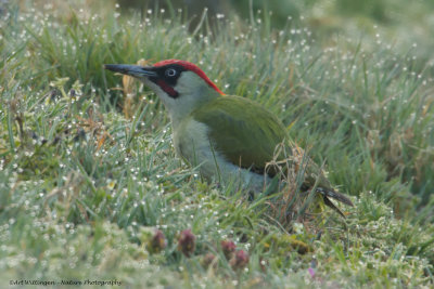 Picus Virdis / Groene Specht / Green Woodpecker