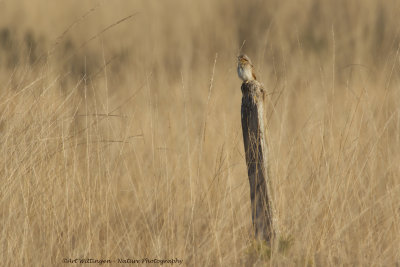 Jynx torquilla / Draaihals / Eurasian Wryneck