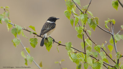 Saxicola Rubicola / Roodborsttapuit / European Stonechat