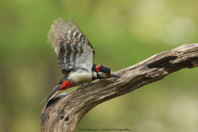 Dendrocopos Major / Grote Bonte Specht / Great Spotted Woodpecker