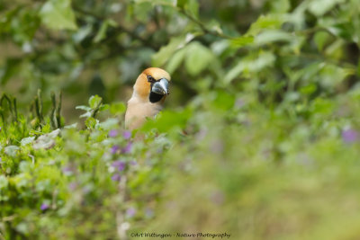 _MG_3859 Appelvink.jpg
