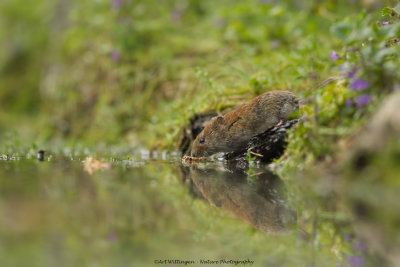 _MG_5133 Rosse Woelmuis.jpg