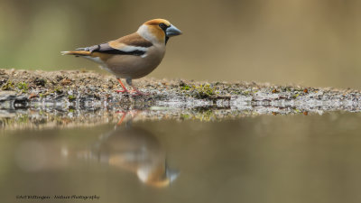 _MG_4826 Appelvink.jpg