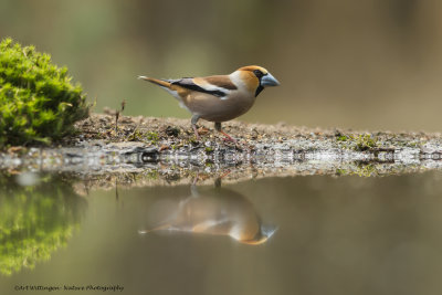 _MG_4813 Appelvink.jpg