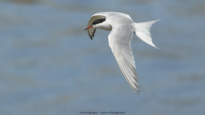 Sterna Hirundo / Visdief / Common Tern