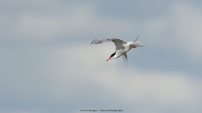 Sterna Hirundo / Visdief / Common Tern