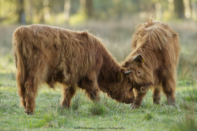 Bos taurus / Schotse Hooglander /  Highland Cow