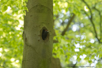 Dryocopus martius / Zwarte Specht / Black Woodpecker