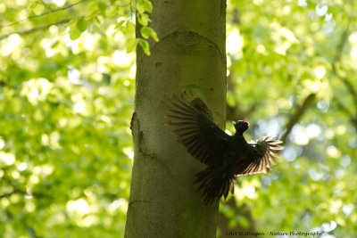 Dryocopus martius / Zwarte Specht / Black Woodpecker