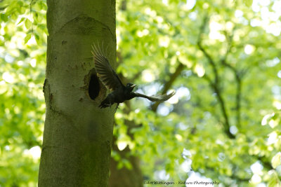 Dryocopus martius / Zwarte Specht / Black Woodpecker