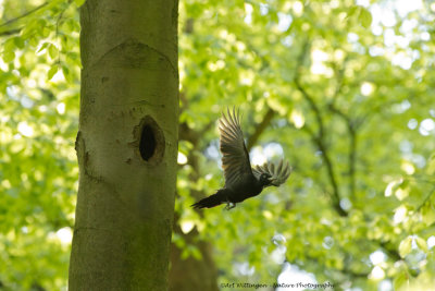 Dryocopus martius / Zwarte Specht / Black Woodpecker