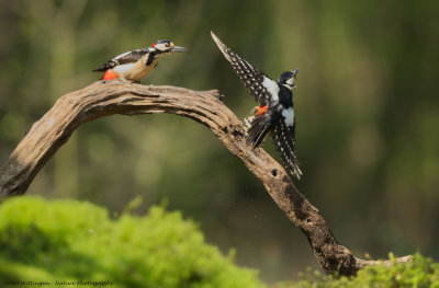 Dendrocopos Major / Grote Bonte Specht / Great Spotted Woodpecker