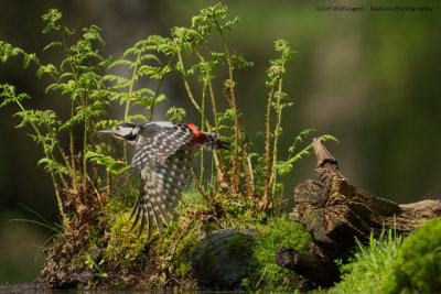 Dendrocopos Major / Grote Bonte Specht / Great Spotted Woodpecker