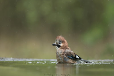 Garrulus Glandarius / Gaai / Eurasian Jay