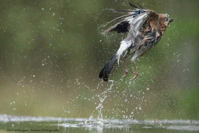 Garrulus Glandarius / Gaai / Eurasian Jay