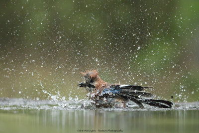 Garrulus Glandarius / Gaai / Eurasian Jay