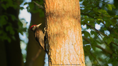 Dryocopus martius / Zwarte Specht / Black Woodpecker