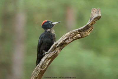 Dryocopus martius / Zwarte Specht / Black Woodpecker
