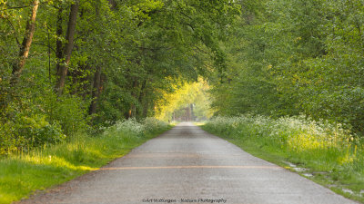 50 Shades of green 