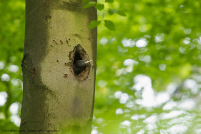 Dryocopus martius / Zwarte Specht / Black Woodpecker