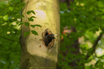 Dryocopus martius / Zwarte Specht / Black Woodpecker