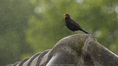 Turdus Merula / Merel / Common Blackbird