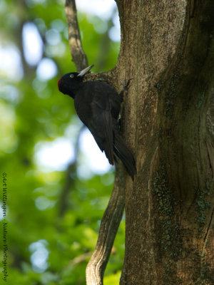 Dryocopus martius / Zwarte Specht / Black Woodpecker