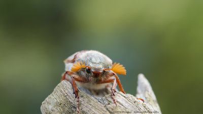 Meikever / Cockchafer beetle
Achtertuin / Backyard