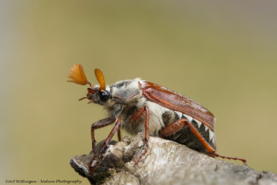 Meikever / Cockchafer beetle 