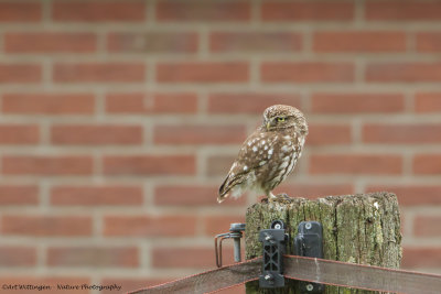 Athene noctua / Steenuil / Little owl