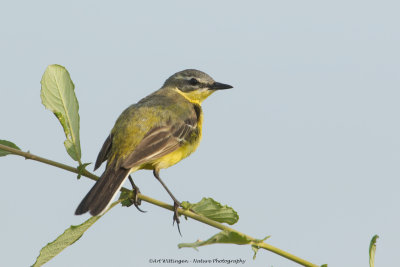 Motacilla flava / Gele kwikstaart / Blue-headed Wagtail