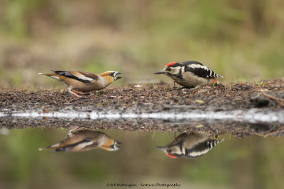 Appelvink - Grote Bonte Specht / Hawfinch - Great-spotted Woodpecker