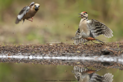 Appelvink - Grote Bonte Specht / Hawfinch - Great-spotted Woodpecker